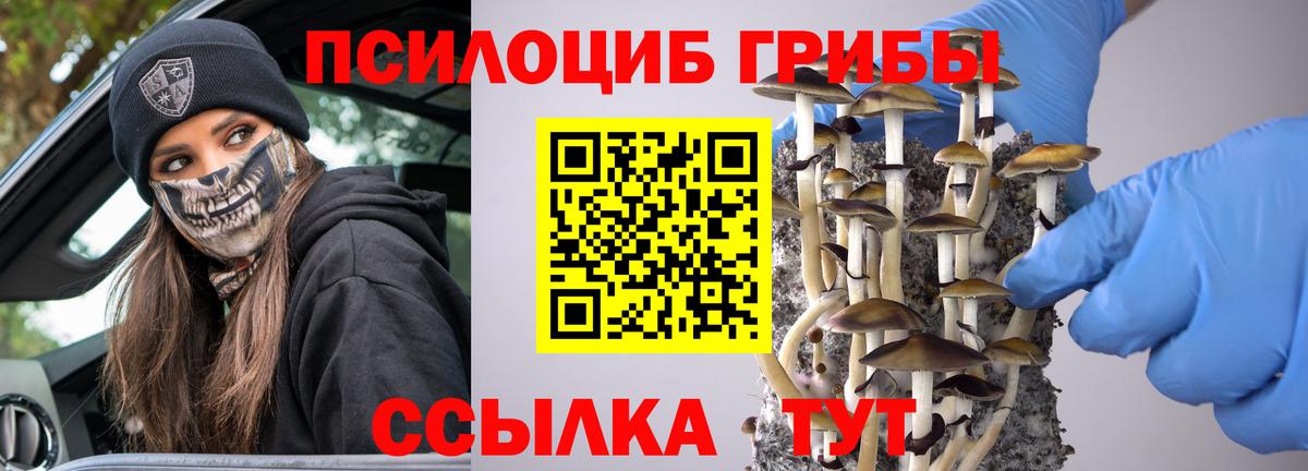 Псилоцибиновые грибы мицелий Мыски